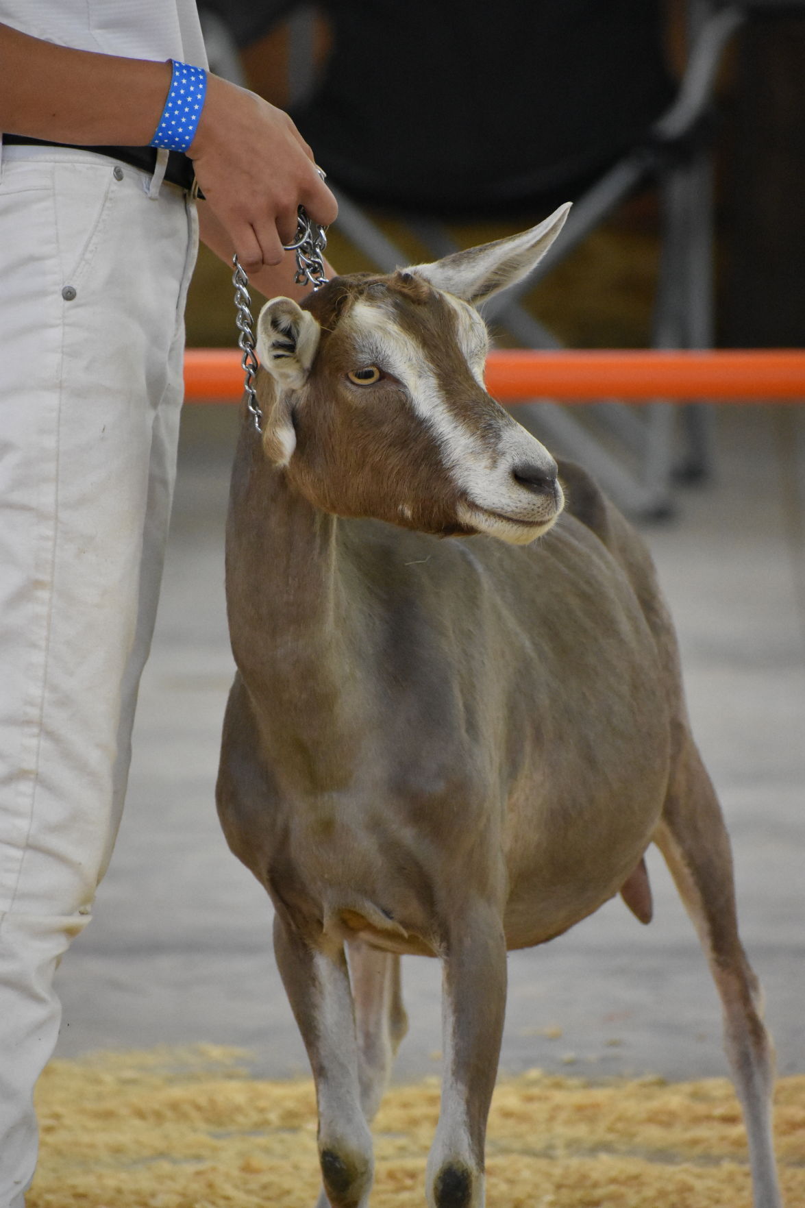 Goat showing